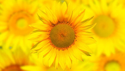 Field of blooming sunflowers at sunset