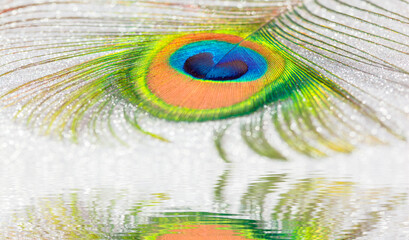 Fototapeta premium Peacock feather with reflection on water