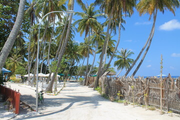Palm trees on a paradise island. Amazing Maldives.