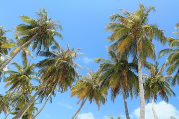 Obraz premium Palm trees on a paradise island. Amazing Maldives.