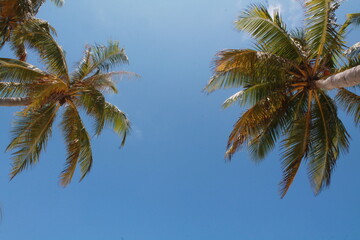 Obraz na płótnie Canvas Palm trees on a paradise island. Amazing Maldives.
