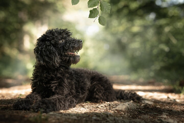 Hundeportrait schwarzer Pudel auf einem Waldweg in der Natur