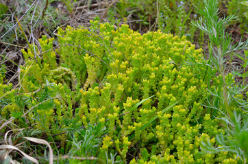 Sedum acre, commonly known as the goldmoss stonecrop, mossy stonecrop, goldmoss sedum, biting stonecrop and wallpepper.