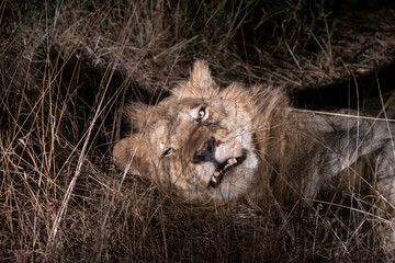 Portrait of a male lion (Panthera leo) at night in the Timbavati reserve, South Africa