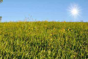 Green meadow with yellow  flowers
