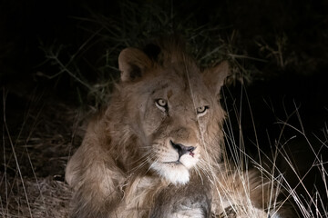 Portrait of a male lion (Panthera leo) at night in the Timbavati reserve, South Africa