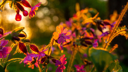 Purple flowers in the rays of the setting sun.