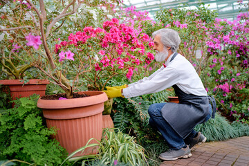 Hobby and Profession. Portrait of Handsome gardener. Senior bearded man care about plants at greenhouse full of flowers.