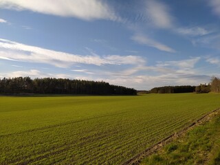 Fototapeta na wymiar rural landscape with a field