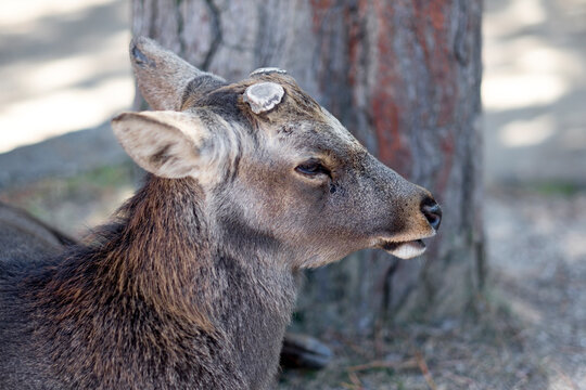 Close-up of a deer head