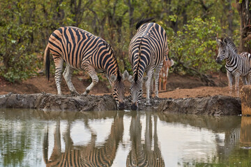 Fototapeta na wymiar A herd of zebras drinking at the waterhole