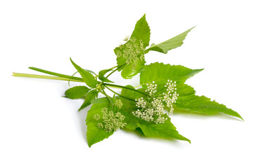 Aegopodium podagraria or ground elder, herb gerard, bishop's weed, goutweed, gout wort, and...