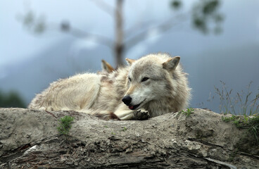 Wolf at Alaska Wildlife Conservation Center