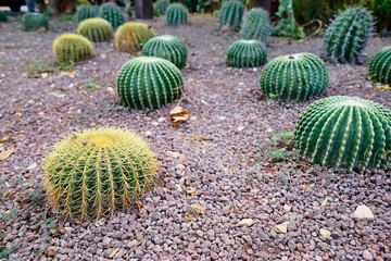 Ball shaped cactuses outdoor. Garden design.