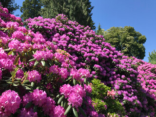 Sea of blooming Rhododendron on flower island Mainau, Lake Constance, Germany