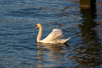 swan on the water 