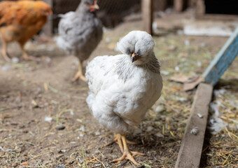 white crested chicken in the chicken coop. close-up. Chicken on the bio farm.