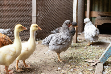 little ducklings and chickens in the farmyard. An organic farm grows poultry naturally. selective focus.