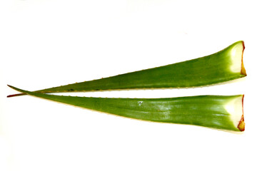 Obraz premium Foglie aloe