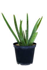 Aloe
