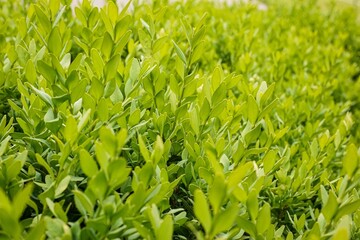 green buxus as a green background