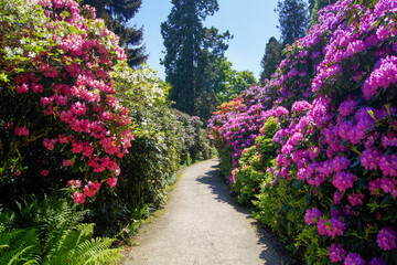 Fototapeta na wymiar Path between Rhododendron blooming bushes on flower island Mainau, Lake Constance, Germany