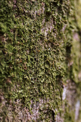 moss on tree trunk