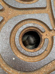 Waschbär in Gullideckel Schacht Schatdeckel gefangen - Gefangenes Tier 