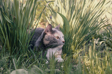 Domestic cat sits in green grass on the nature