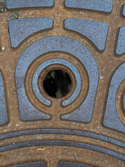 Waschbär in Gullideckel Schacht Schatdeckel gefangen - Gefangenes Tier 