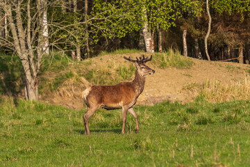 Naklejka na ściany i meble new red deer buck in the days of May