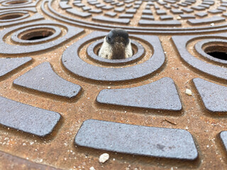 Waschbär in Gullideckel Schacht Schatdeckel gefangen - Gefangenes Tier 