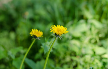 Wild spring flowers. Yellow dandelions.