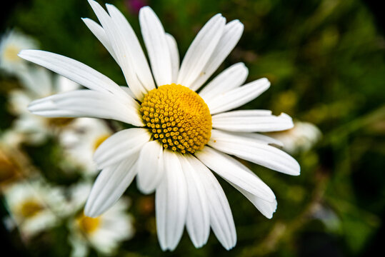 margueritte ou bien p&acirc;querette