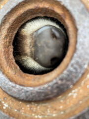 Naklejka premium Waschbär in Gullideckel Schacht Schatdeckel gefangen - Gefangenes Tier 