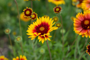 Wild spring flowers. Yellow flowers.