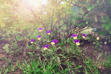 Forest and country flowers. Violet flower -  genus of plants of the Violet family, tricolor (Violaceae).