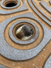 Waschbär in Gullideckel Schacht Schatdeckel gefangen - Gefangenes Tier 