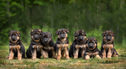 group of seven german shepherd puppies posing outdoors in summer