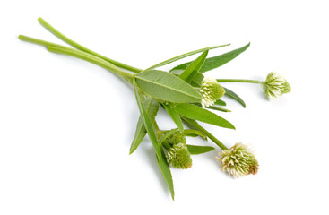 Trifolium montanum, the mountain clover. Isolated on white background