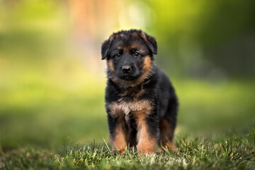 german shepherd puppy standing on grass, close up