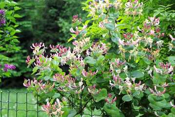 Bush of Buddleja. Flowers in summer time. Flowers of Buddleja