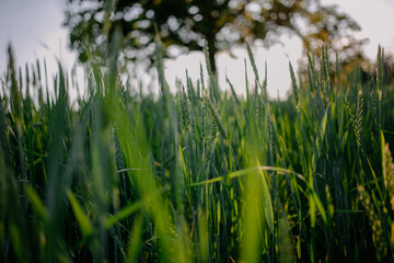 Green meadow under blue sky at sunset