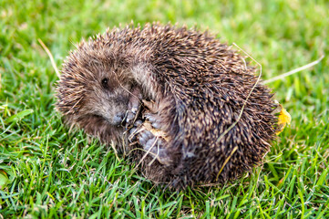 Funny hedgehog on green grass