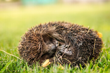 Funny hedgehog on green grass