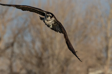 osprey in the wild 