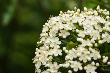 white flowers on a green background