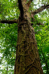 Tree with a liana entwined around
