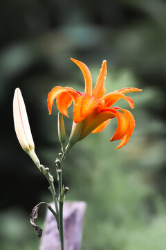 Common flower of Hill Area