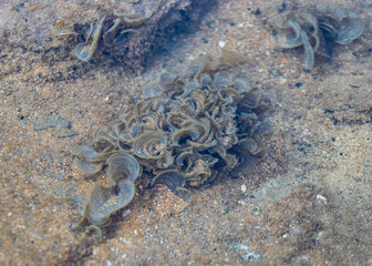 water plants on the beach